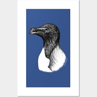 Razorbill (Alca torda) - blue Posters and Art